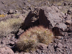 Maihueniopsis camachoi