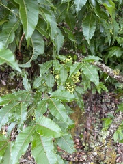 Searsia chirindensis