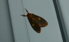 Ammatho cuneonotatus