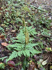 Sceptridium formosanum