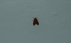 Ammatho cuneonotatus