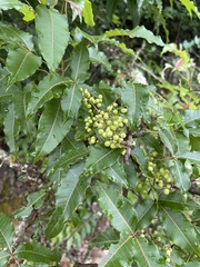 Searsia chirindensis