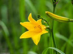 Hemerocallis minor