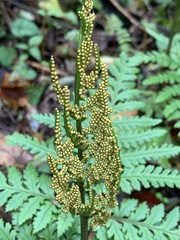 Sceptridium formosanum