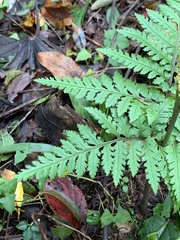 Sceptridium formosanum