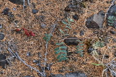 Astragalus tugarinovii