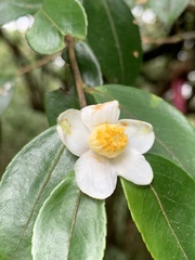 Camellia brevistyla