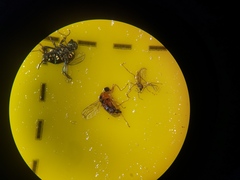 Elaphropeza ephippiata