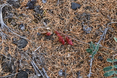 Astragalus tugarinovii