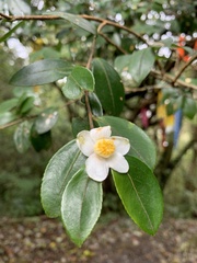Camellia brevistyla