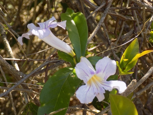 Bignonia callistegioides