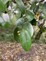Camellia brevistyla