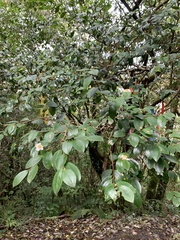Camellia brevistyla