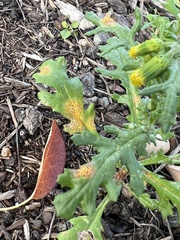 Puccinia lagenophorae