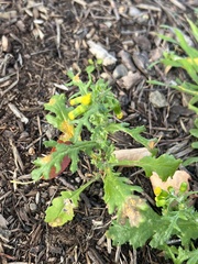 Puccinia lagenophorae