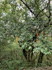 Camellia brevistyla