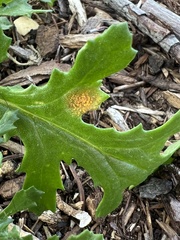 Puccinia lagenophorae