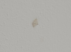 Scopula umbilicata