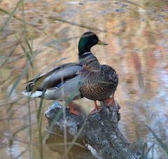 Anas platyrhynchos platyrhynchos