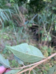 Styrax formosanus