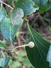 Styrax formosanus