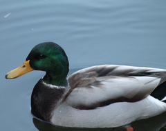 Anas platyrhynchos platyrhynchos