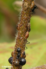 Coccidae