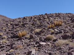 Oreocereus leucotrichus