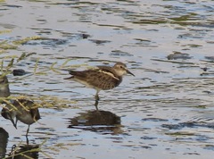 Calidris minutilla