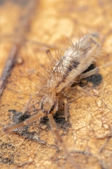Entomobrya muscorum