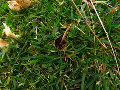 Psilocybe semilanceata