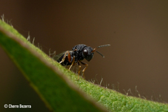 Pteromalidae