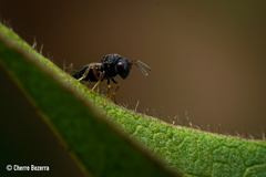 Pteromalidae