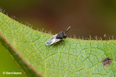 Pteromalidae