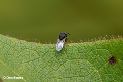 Pteromalidae