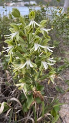 Bonatea speciosa