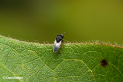 Pteromalidae