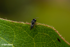 Pteromalidae
