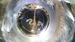 Limnonectes kuhlii