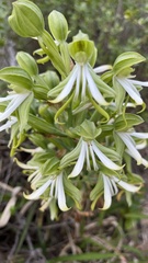 Bonatea speciosa