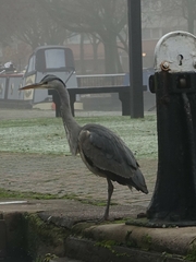 Ardea cinerea