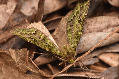 Chloroclydon rinodaria