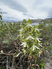 Bonatea speciosa