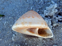 Adelphotectonica reevei