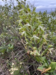 Bonatea speciosa