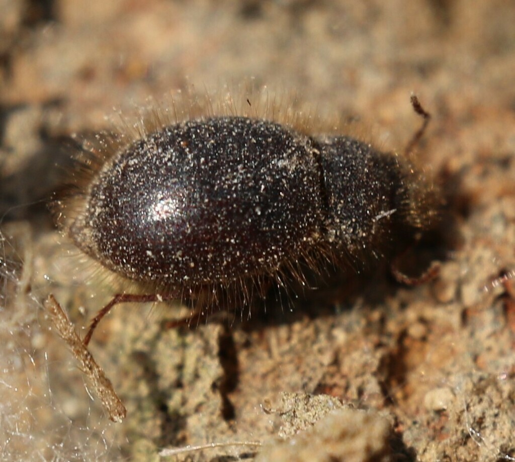 Oxygonodera