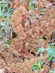 Rumex stenophyllus