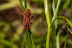 Spilostethus taeniatus