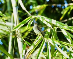 Muscicapa dauurica