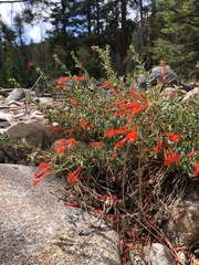 Epilobium canum